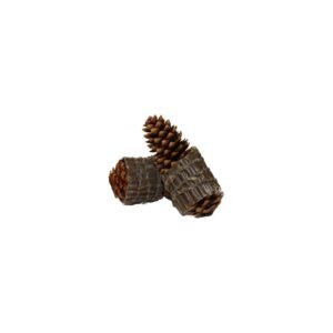 Allume feu pive pin (45 pièces)